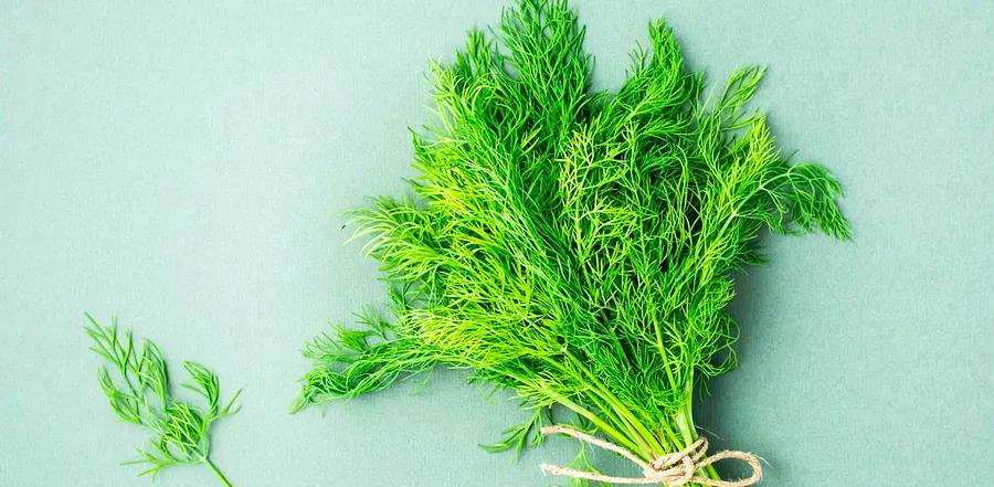 How to Freeze Dill and Keep It Fresh for Longer