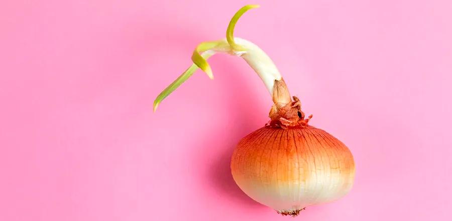 Is It Safe to Eat Sprouted Onions?