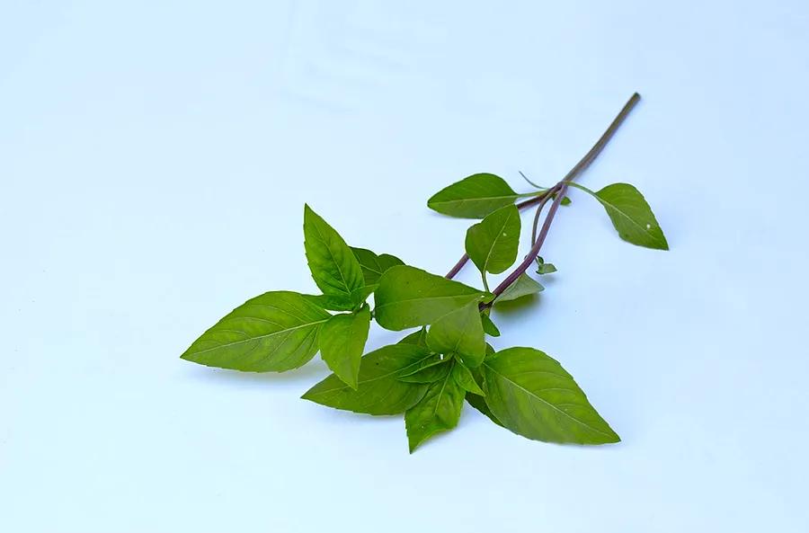 Thai Basil vs. Sweet Basil: Understanding the Key Differences