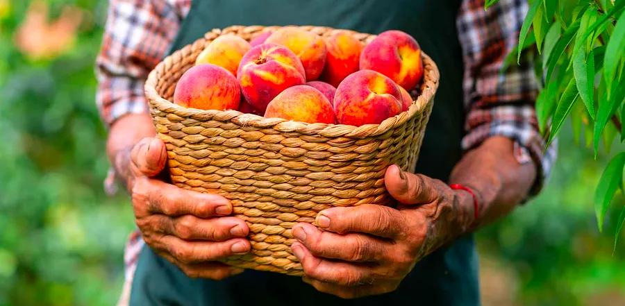 How to Keep Peaches Fresh Longer and Enjoy Their Full Flavor