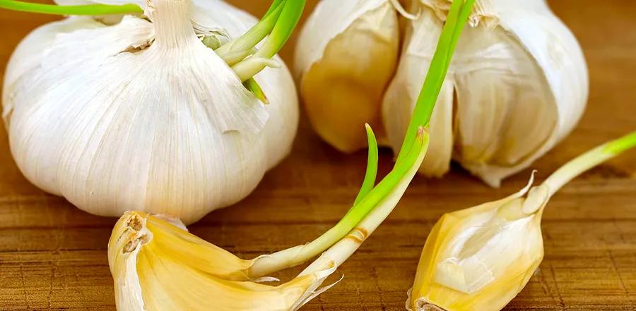 Is It Safe to Eat Garlic with Sprouts?