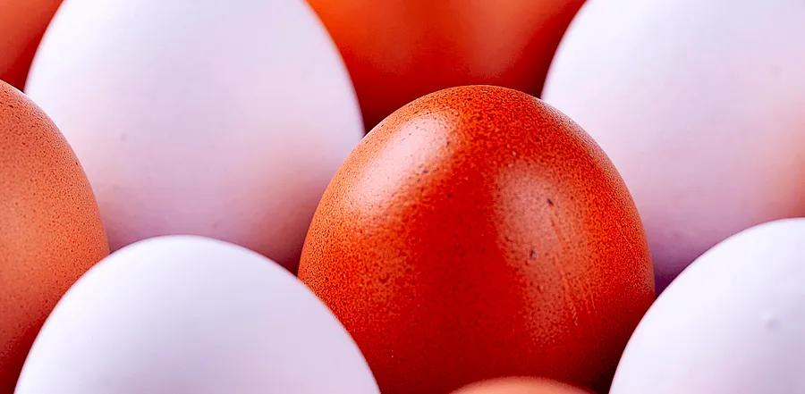 Brown Eggs vs. White Eggs: What’s the Real Difference?