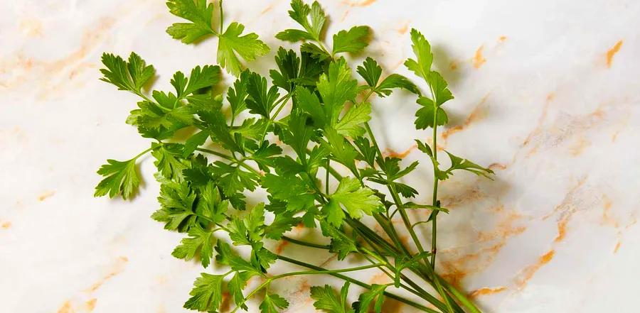 How to Keep Fresh Parsley at Its Best