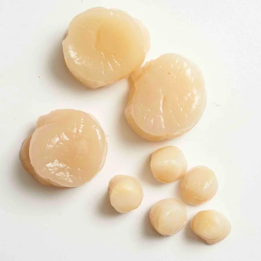 Bay Scallops vs Sea Scallops: Understanding the Key Differences