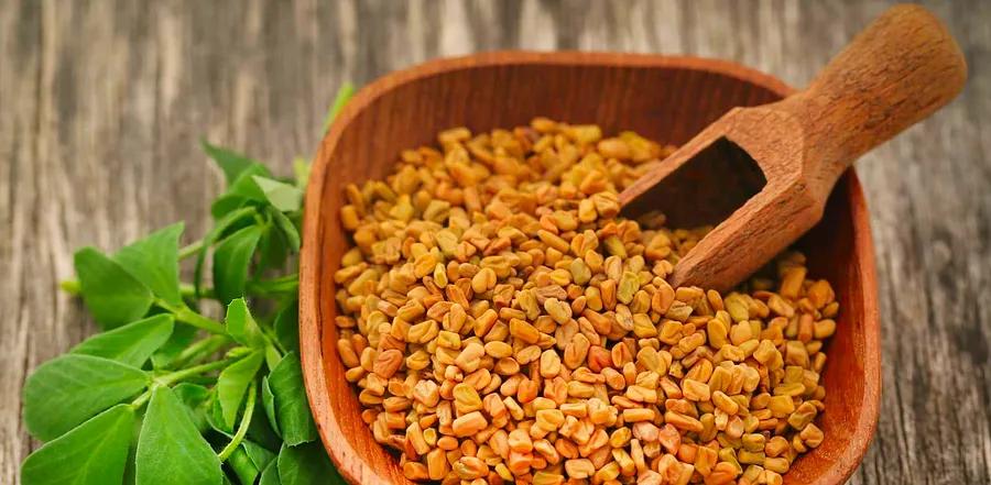 What is Fenugreek?