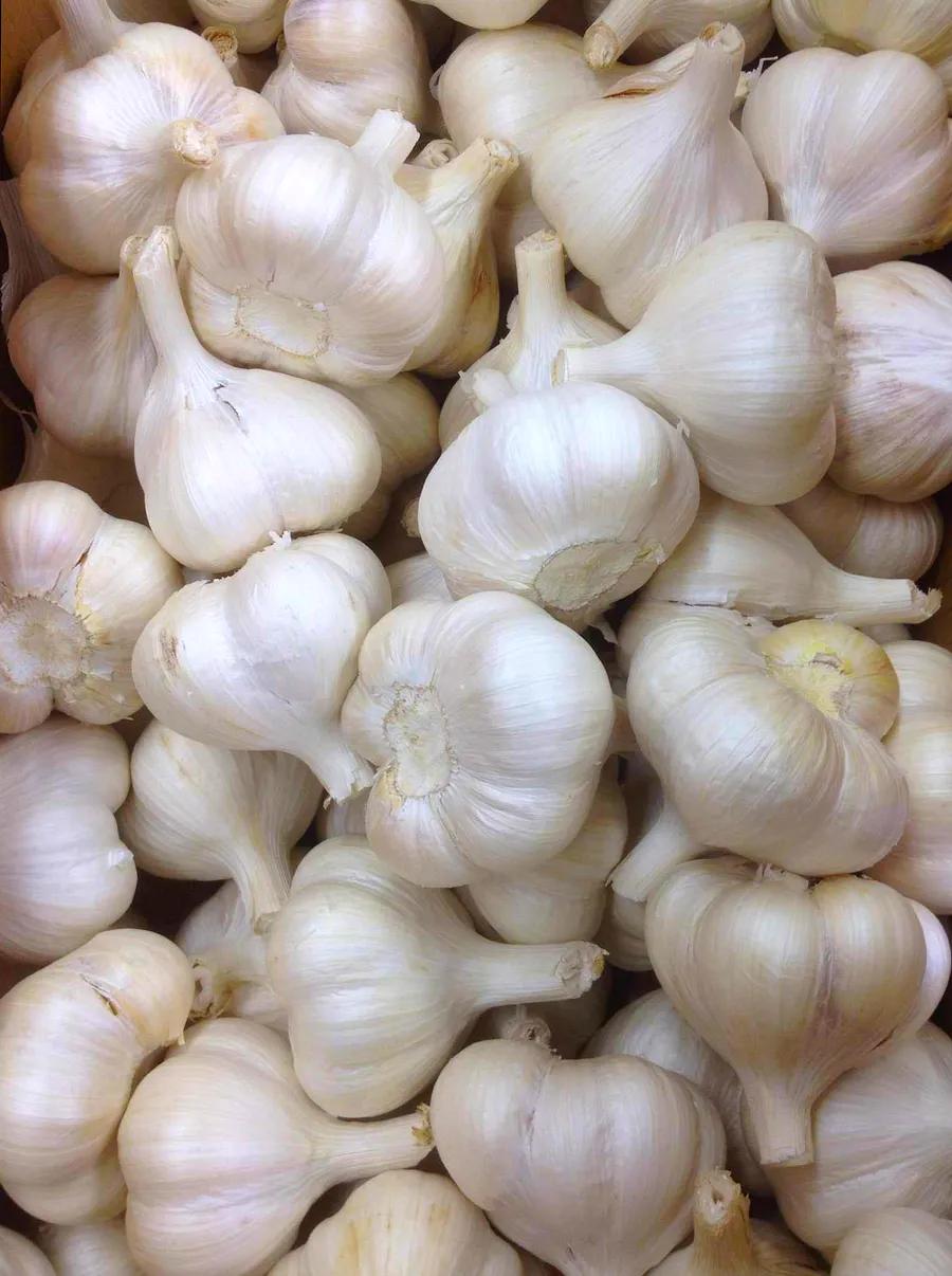 How to Keep Garlic Fresh for Longer