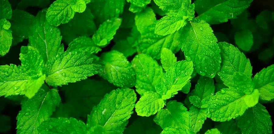 Your Ultimate Guide to Mint