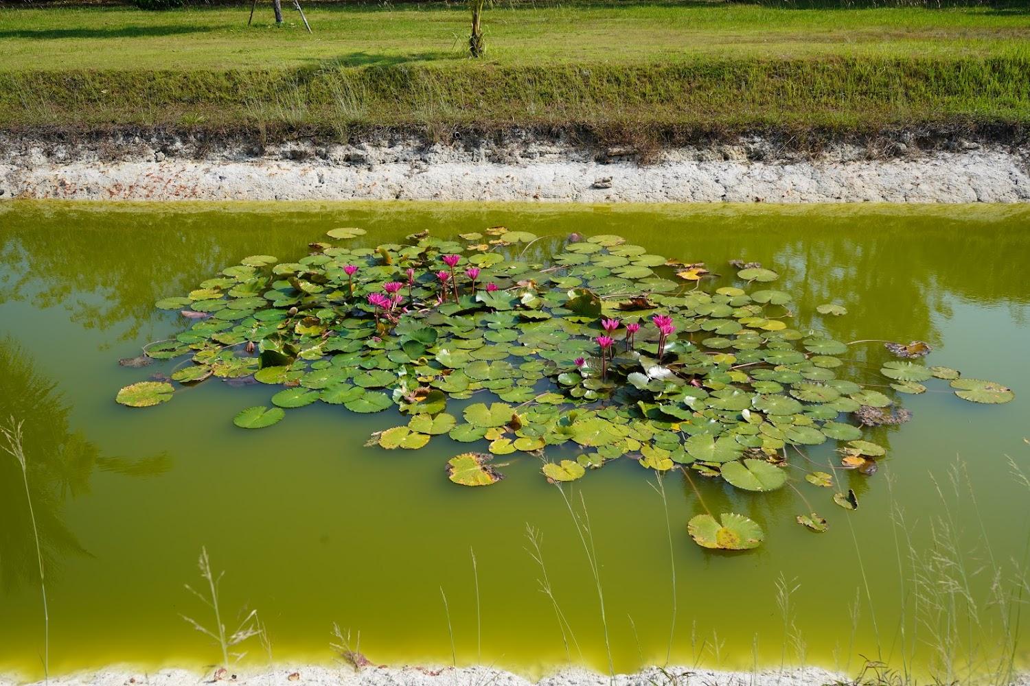 Cover Image for Phuket Campground