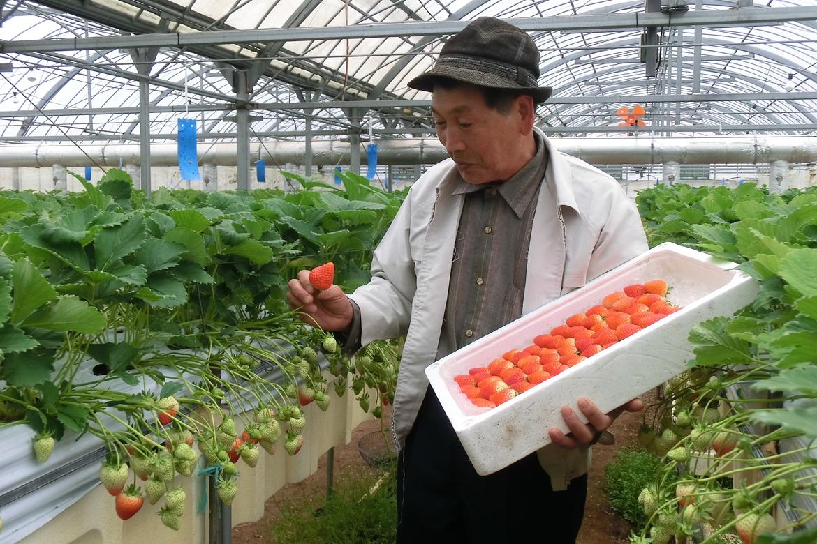 Cover Image for 農家民宿いちごはうす