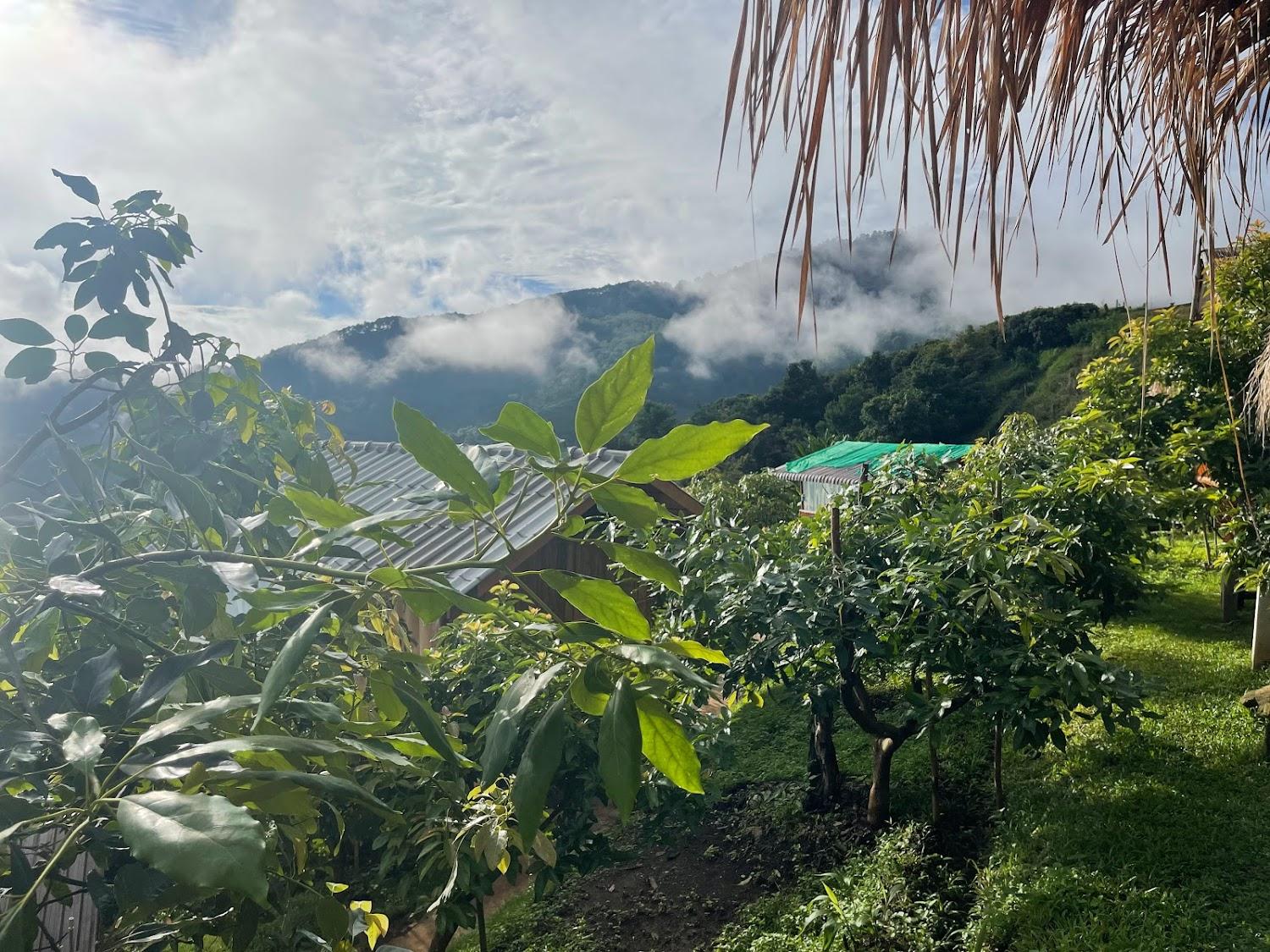 Cover Image for Phu Avocado