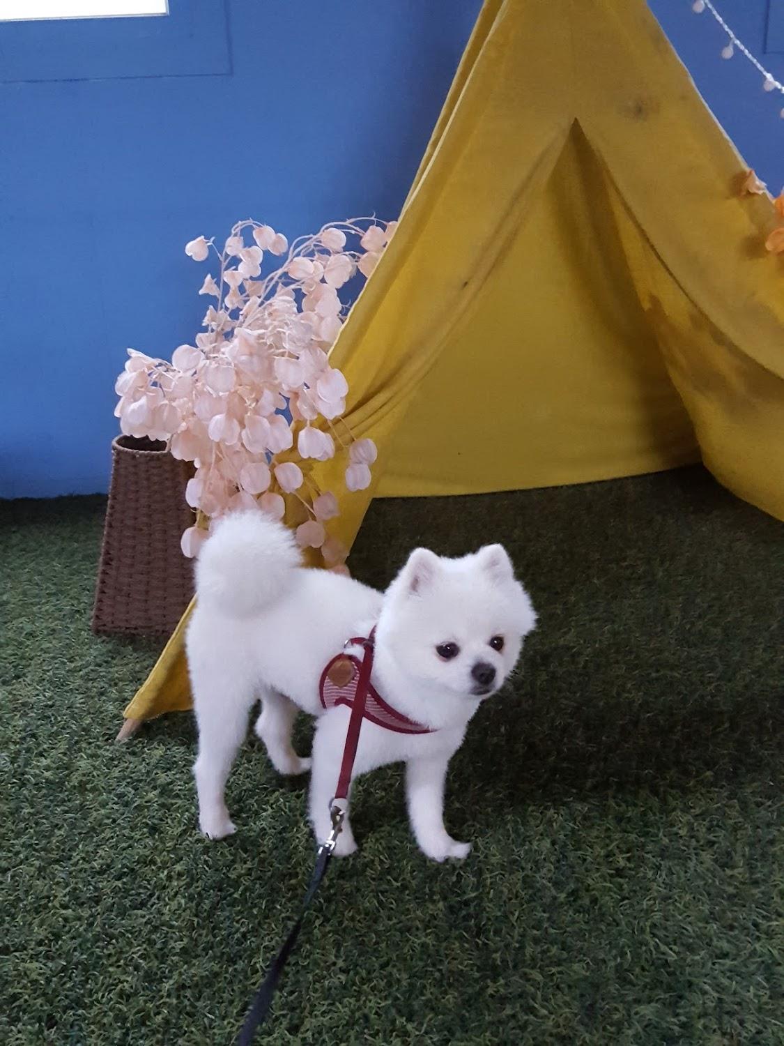 Cover Image for 별빛펜션