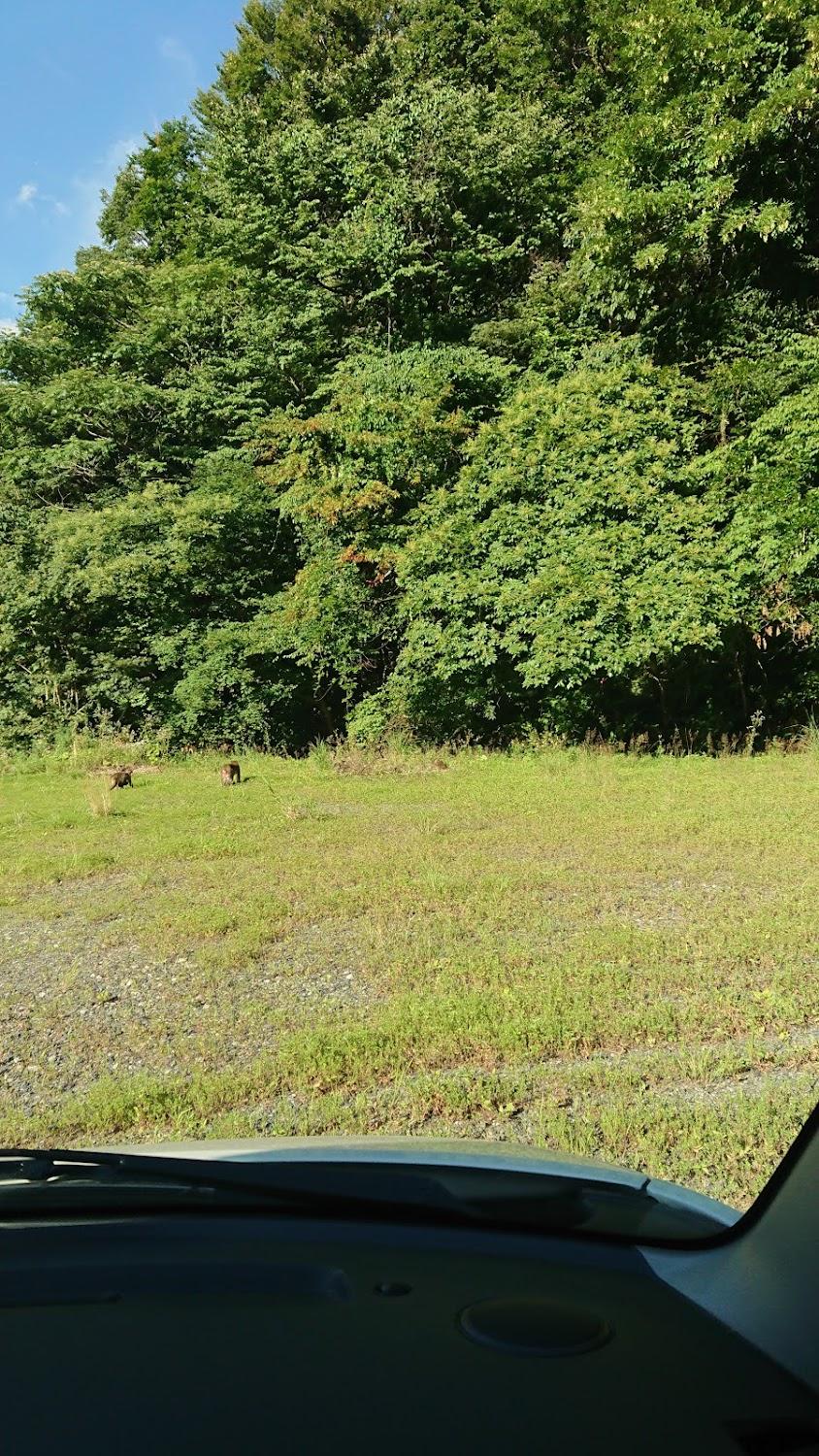 Cover Image for 勝山美しい森