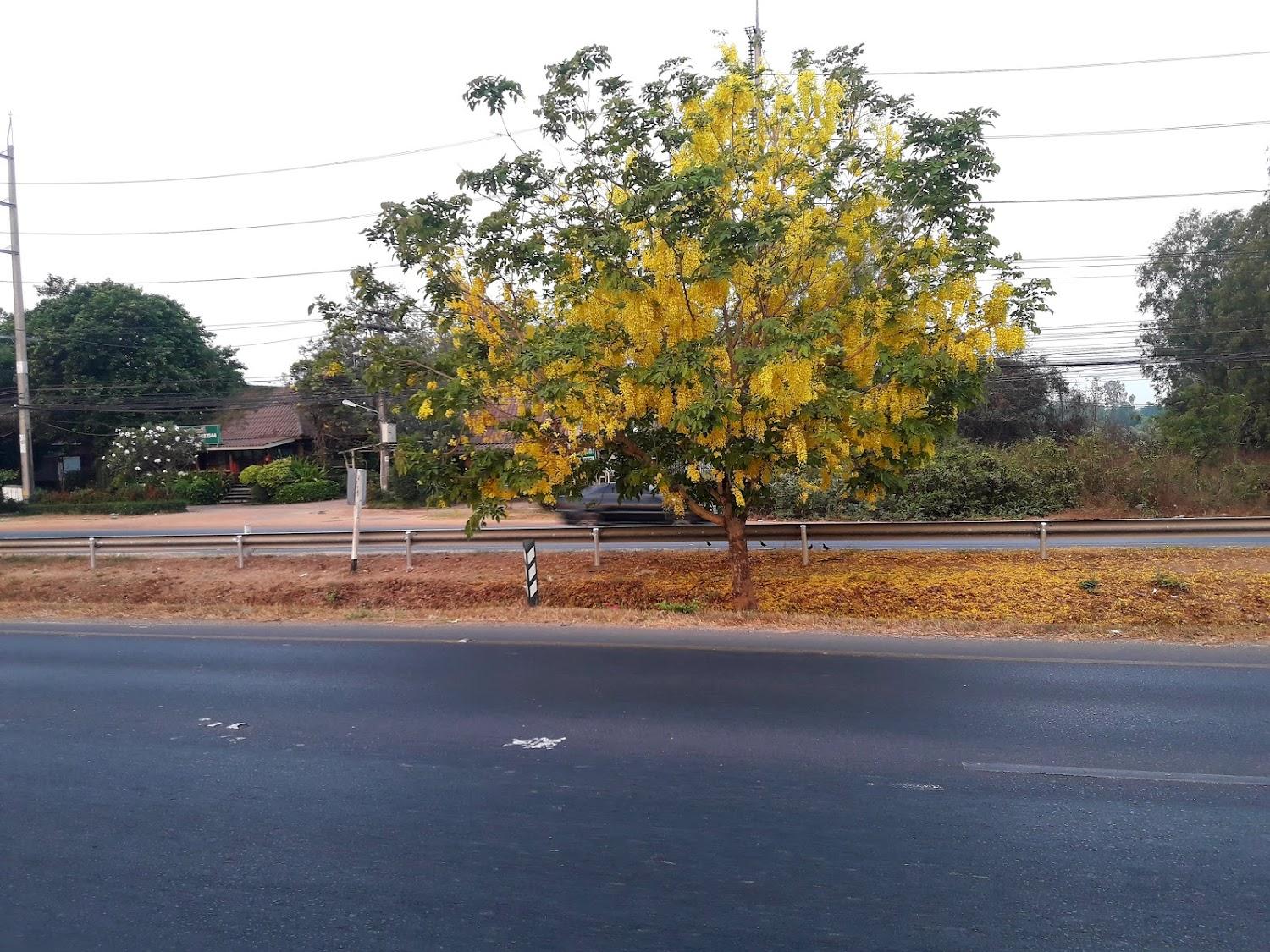 Cover Image for บ้านไม้งาม รีสอร์ท