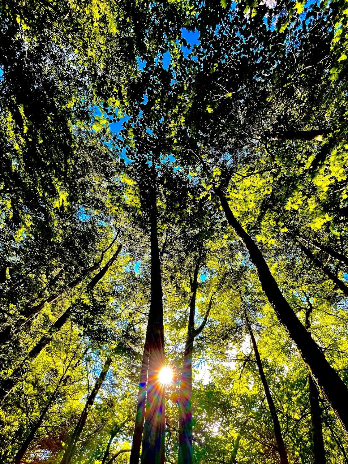 Cover Image for Ontakemorikichi Auto Camping Ground