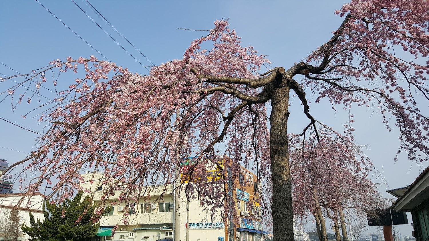 Cover Image for 경포힐모텔