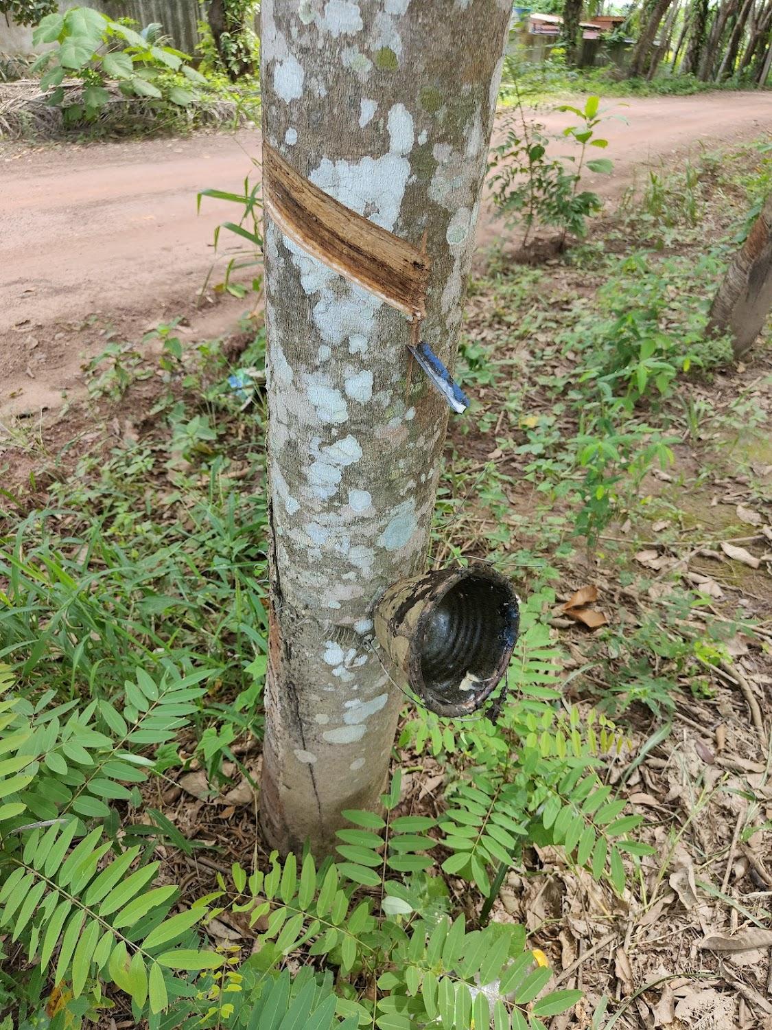 Cover Image for เคียงรักษ์รีสอร์ท อ.ละแม จ.ชุมพร