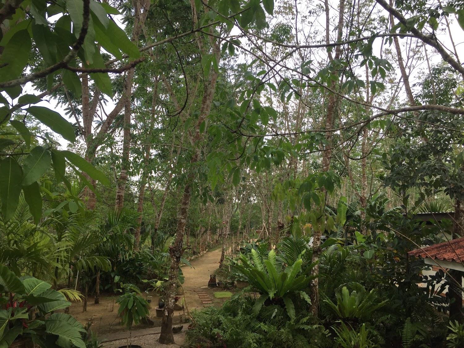 Cover Image for Baansuan Suksangob Farm Stay