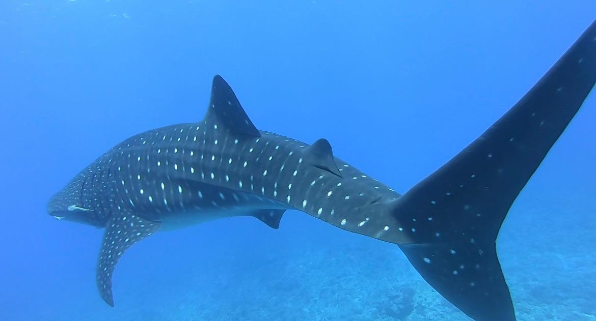 Cover Image for Lifetime Diving Service