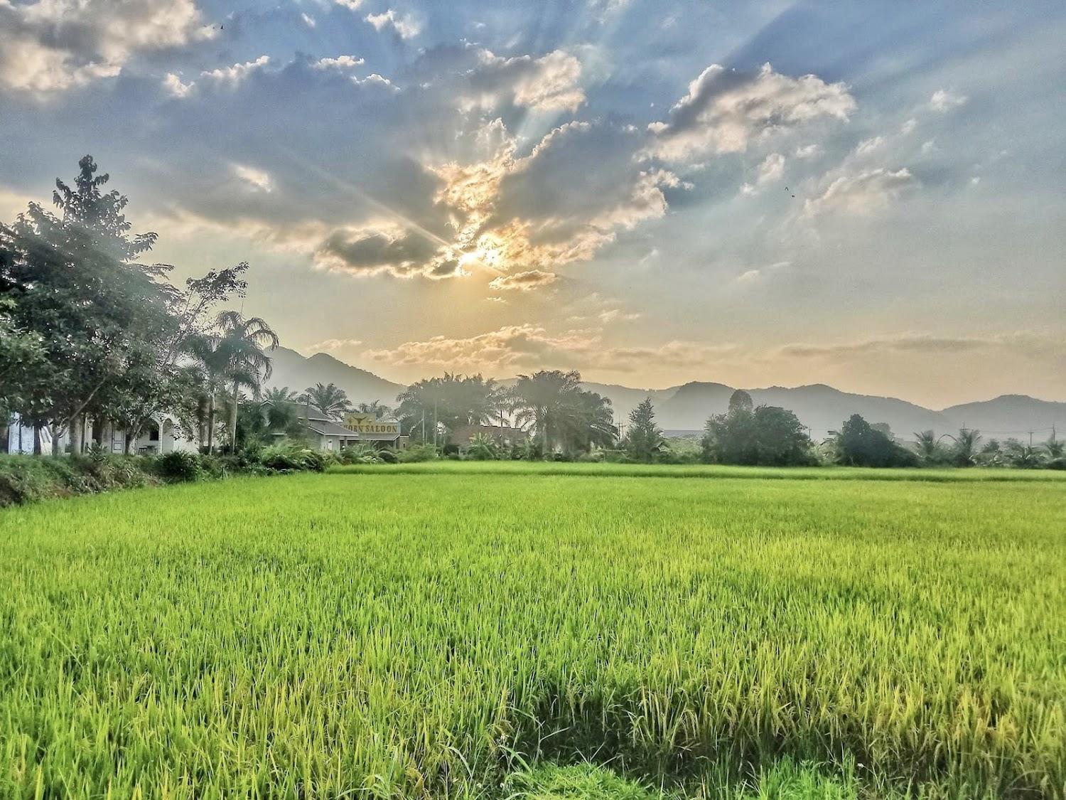 Cover Image for Maesai Palm Country Resort Hotel