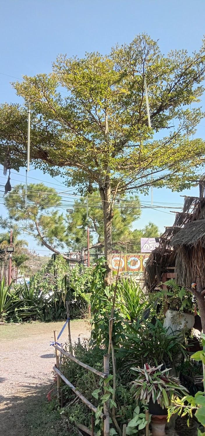 Cover Image for ร้านอาหารครัวบ้านสวน@เขาค้อ