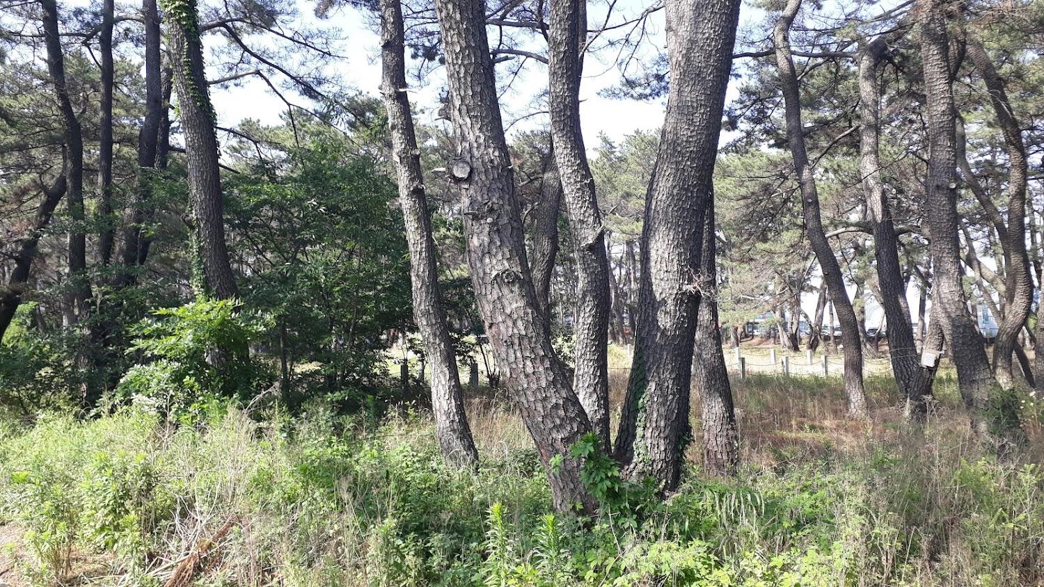 Cover Image for 감포은솔펜션 (Gyeongju Gampo Sole Pension)