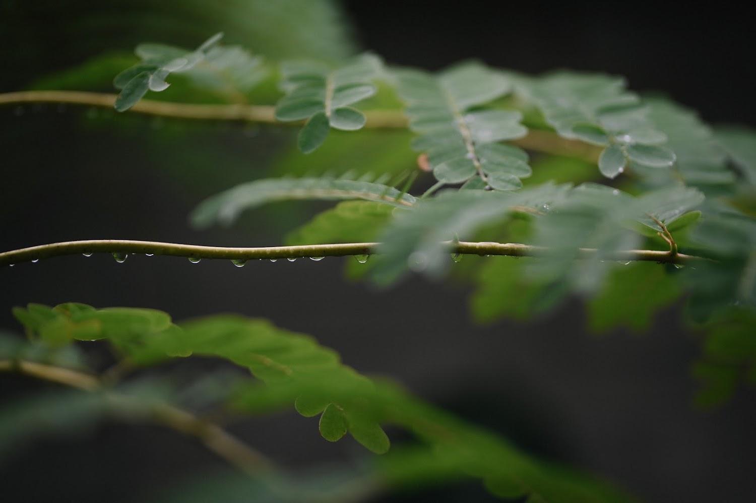 Cover Image for Huni Homestay Tembi