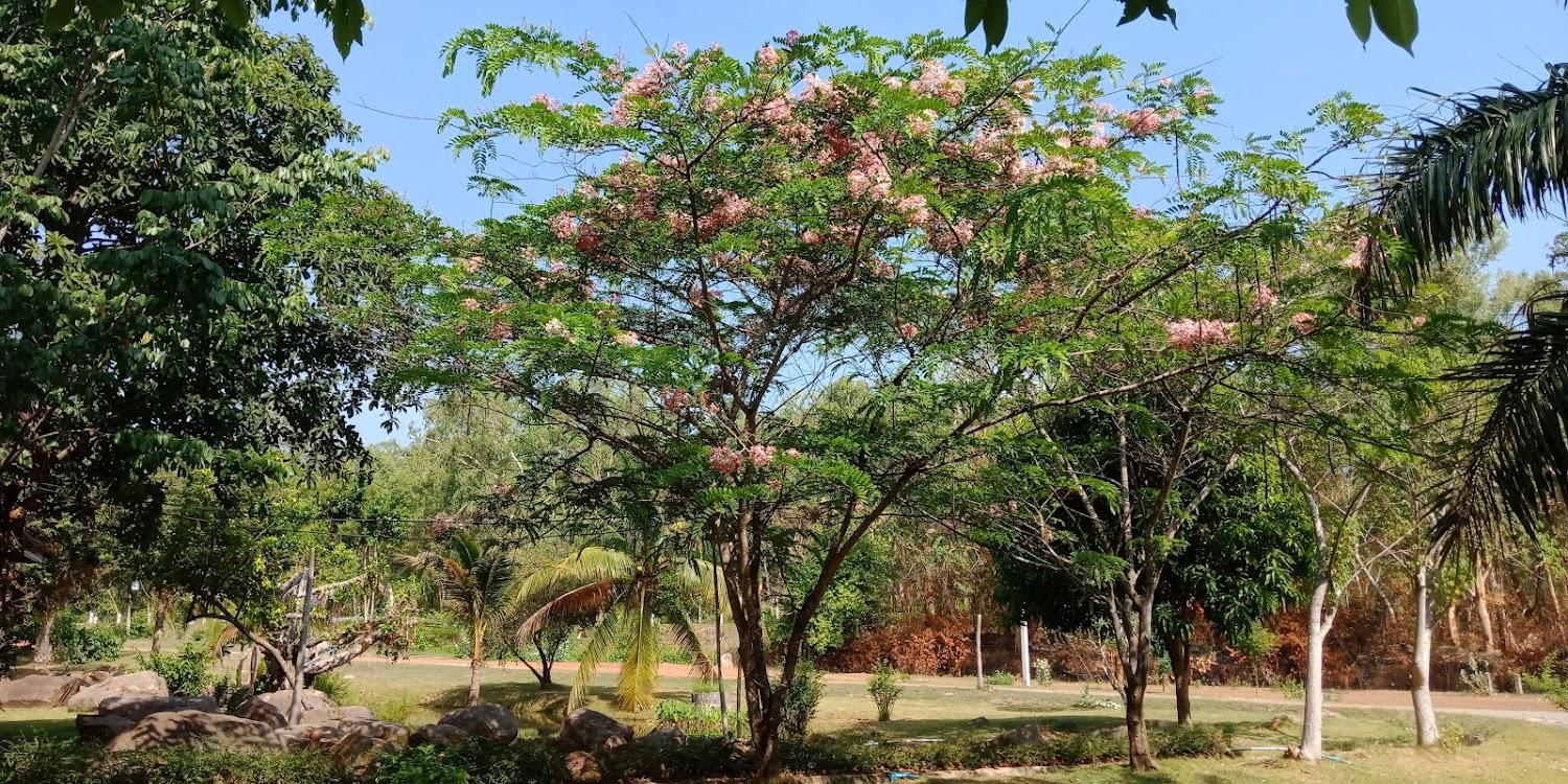 Cover Image for วิมานบ้านนาฟาร์มสเตย์