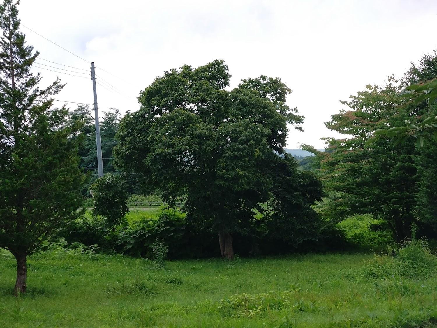 Cover Image for Hill of Stars in Ōwani