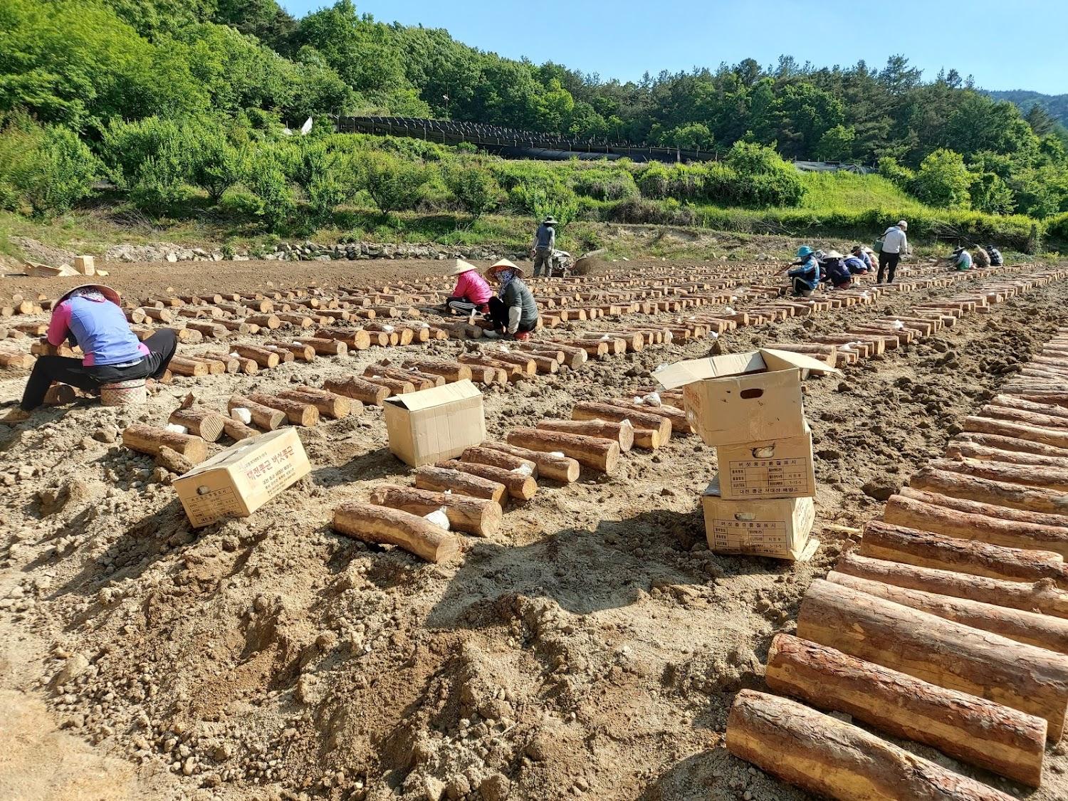 Cover Image for 논실 펜션