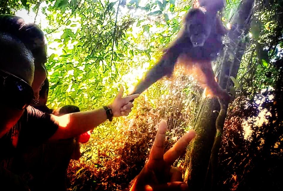 Cover Image for Jungle Gate Lodge Bukit Lawang
