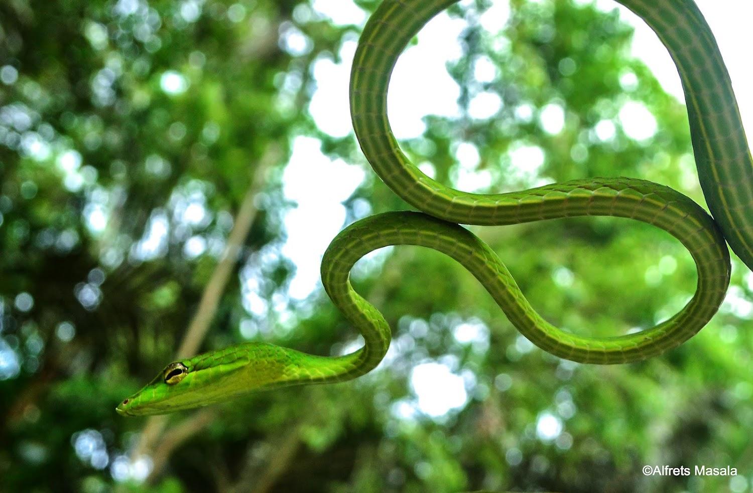 Cover Image for Tangkoko Ranger Homestay