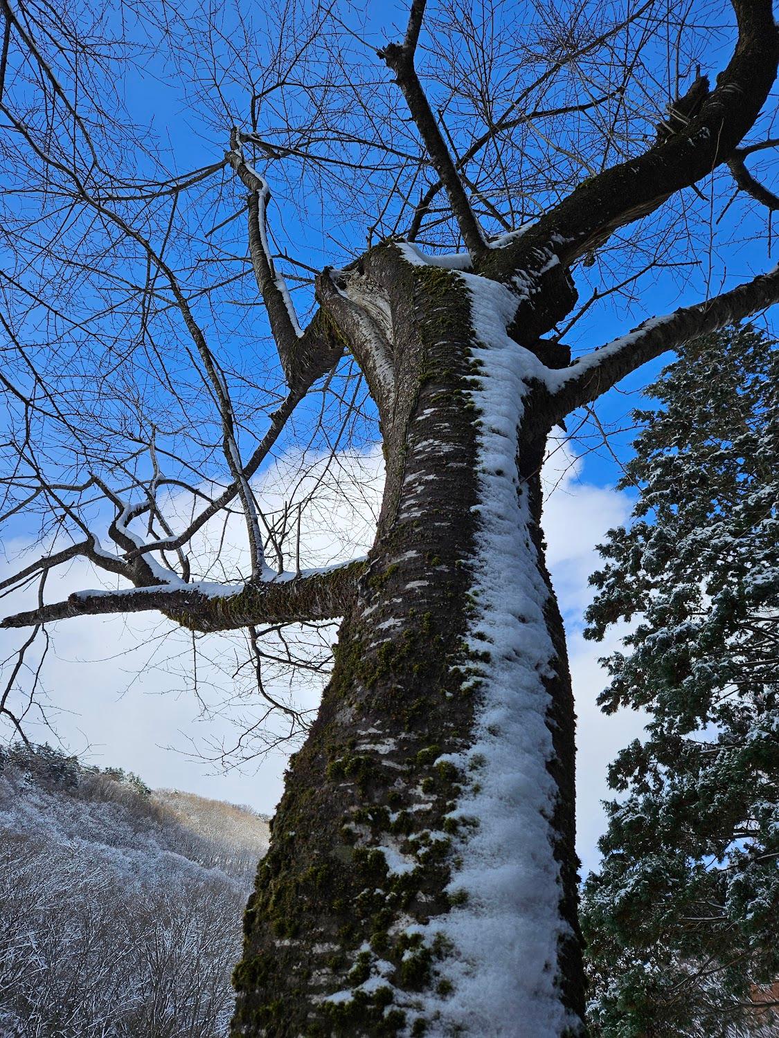 Cover Image for Fukui Prefectural Okuetsu Highlands Youth Natural House