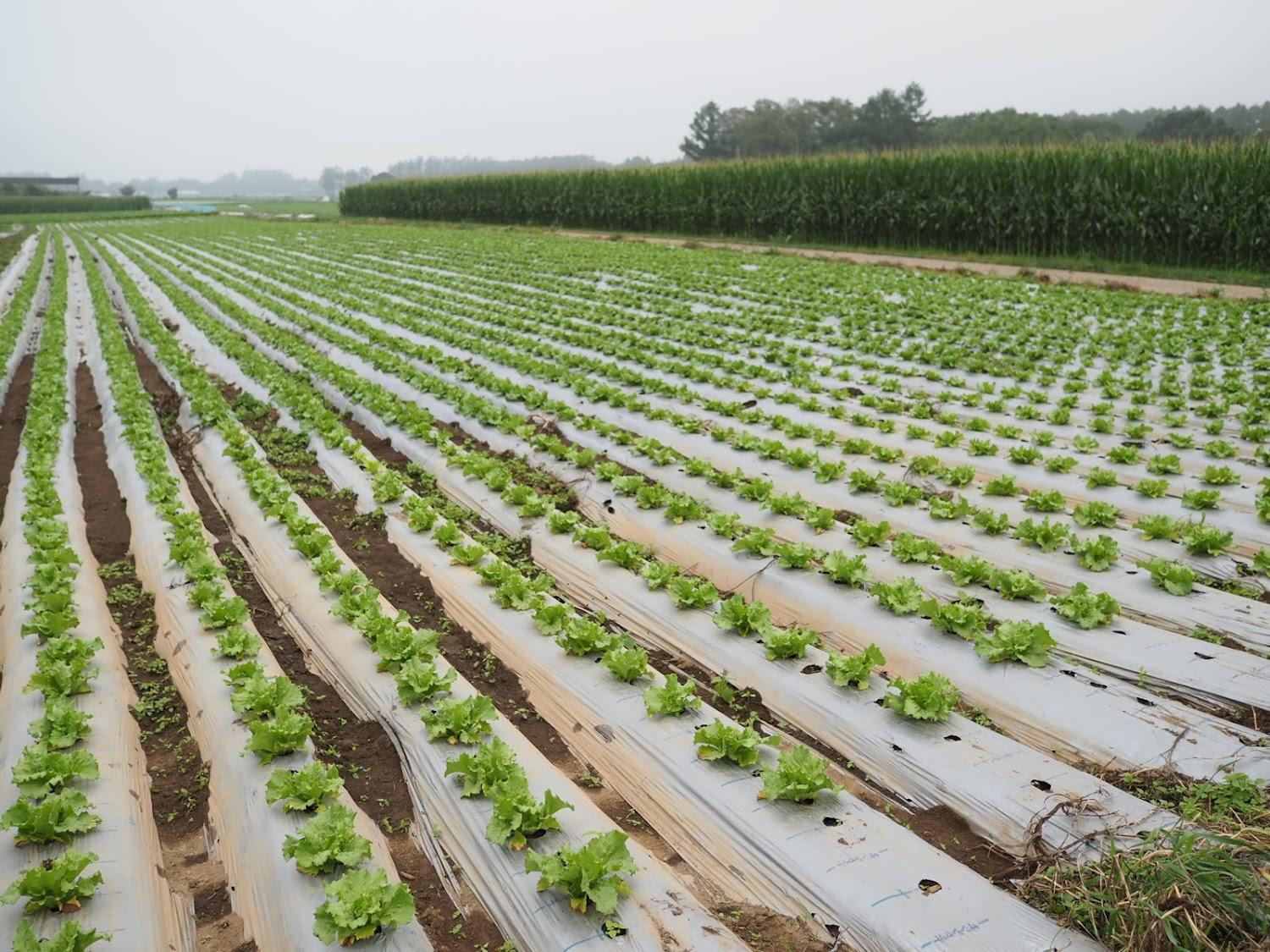 Cover Image for ゲストハウス高原野菜