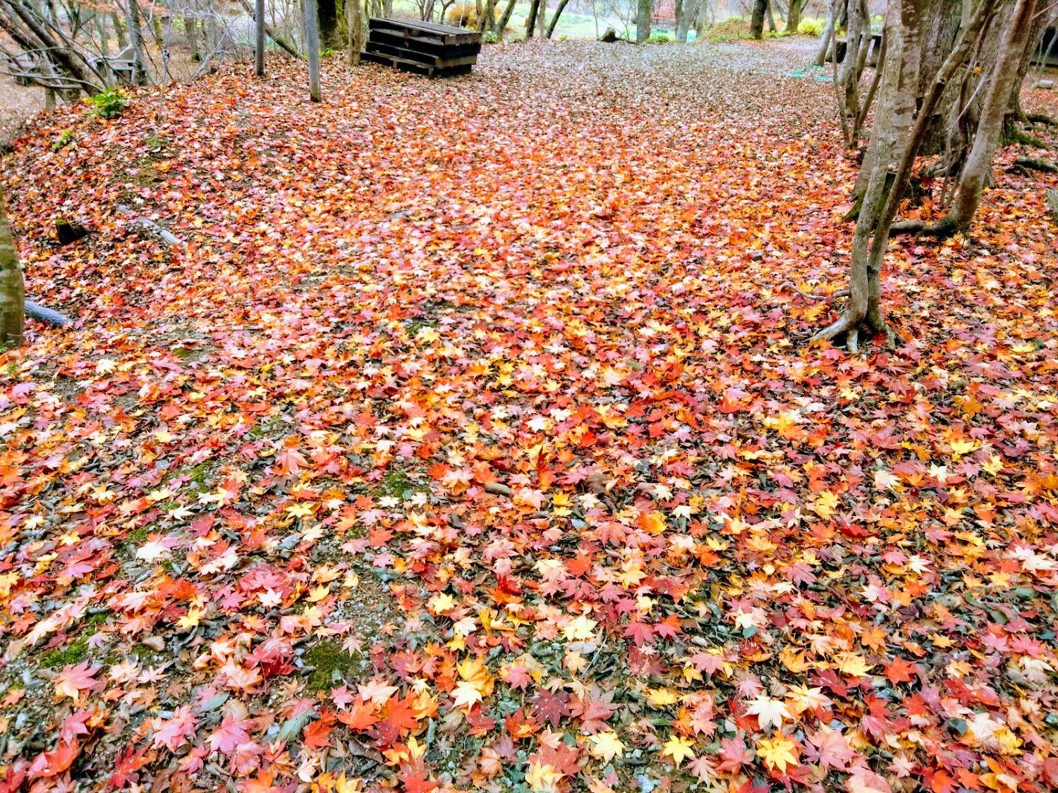 Cover Image for 石動山テント村