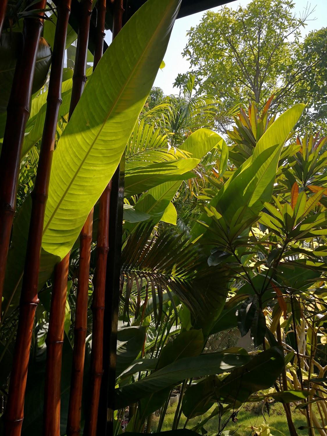 Cover Image for The Leaf Bankrut