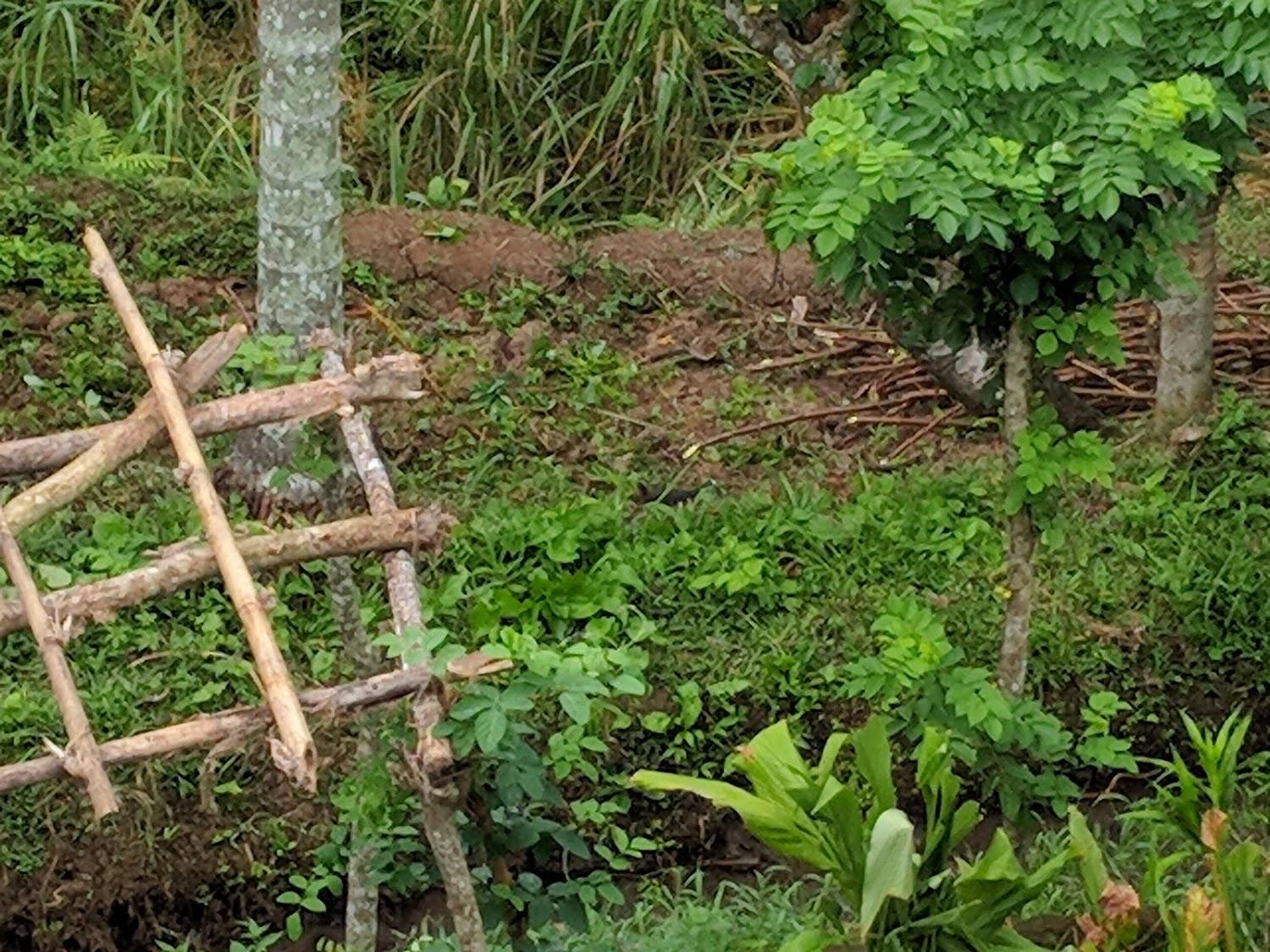 Cover Image for Bali Silent Retreat
