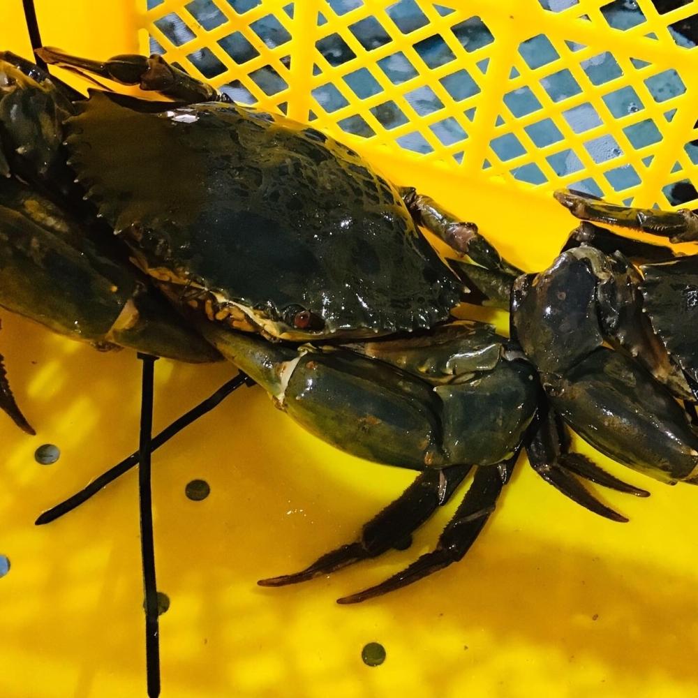 Cover Image for 魚魚の宿