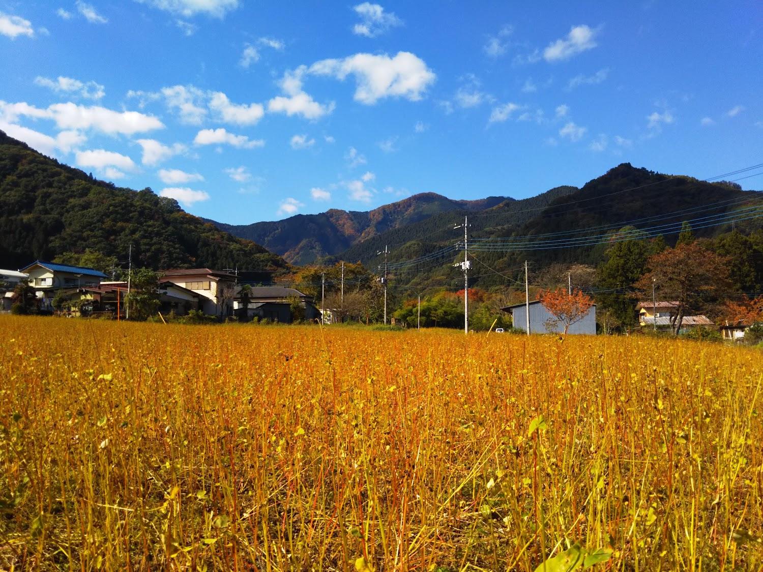 Cover Image for Satoji