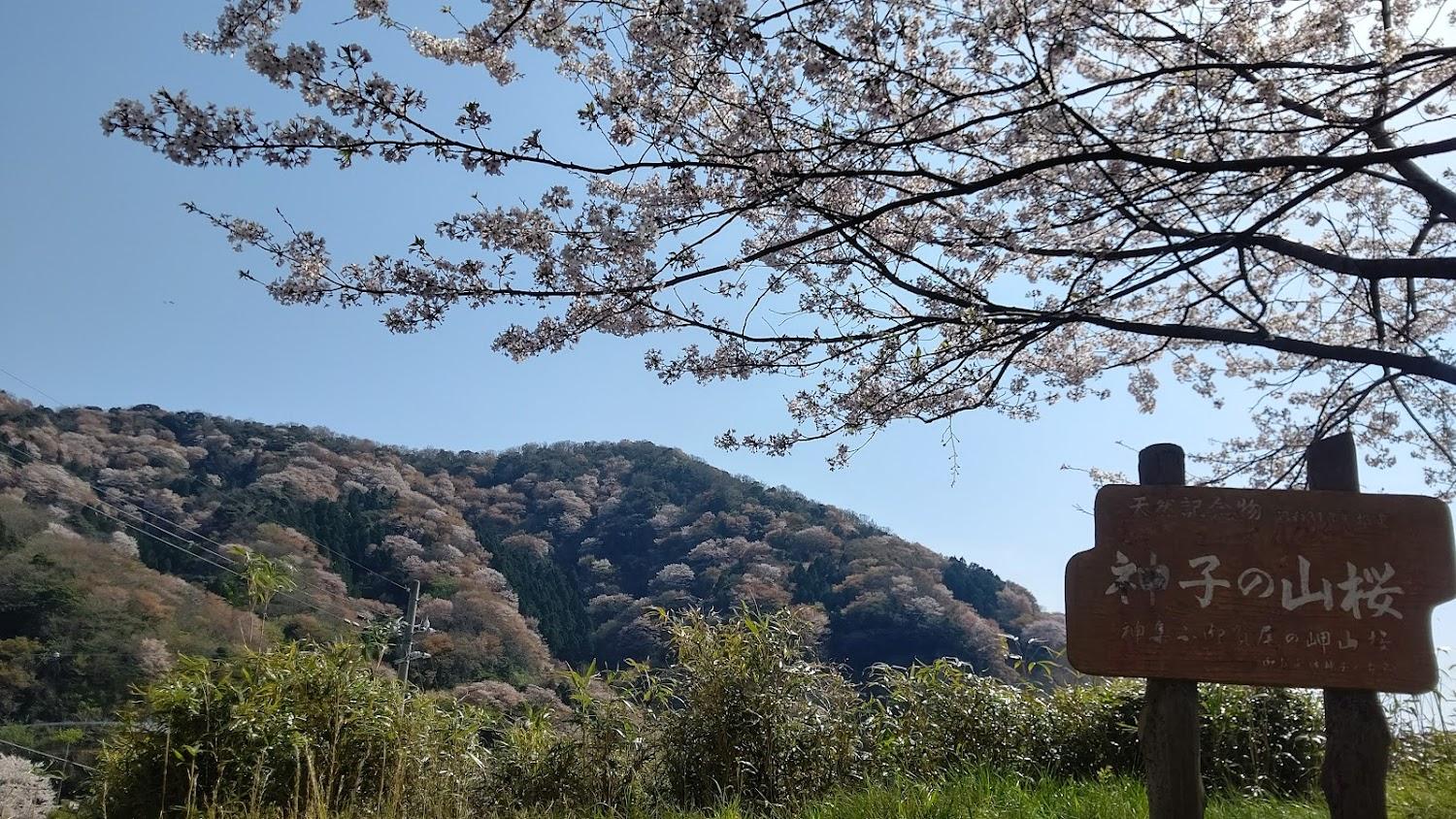 Cover Image for Taikan