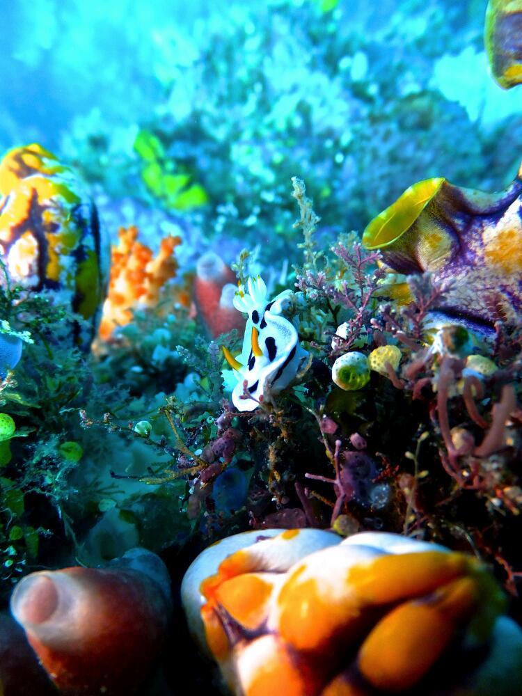 Cover Image for Living Colours Diving Resort