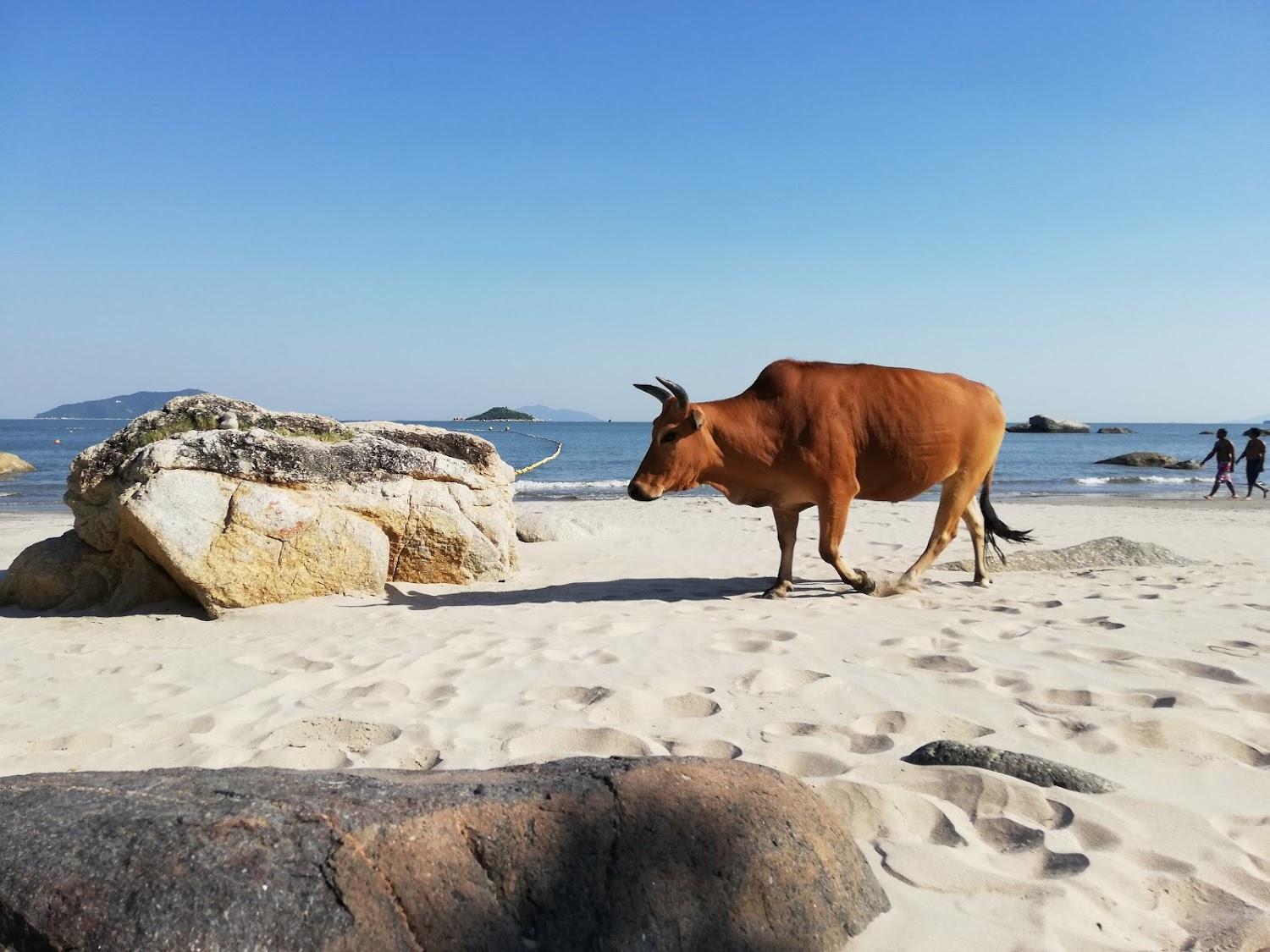 Cover Image for The Cove Hostel - Tong Fuk Dolphin