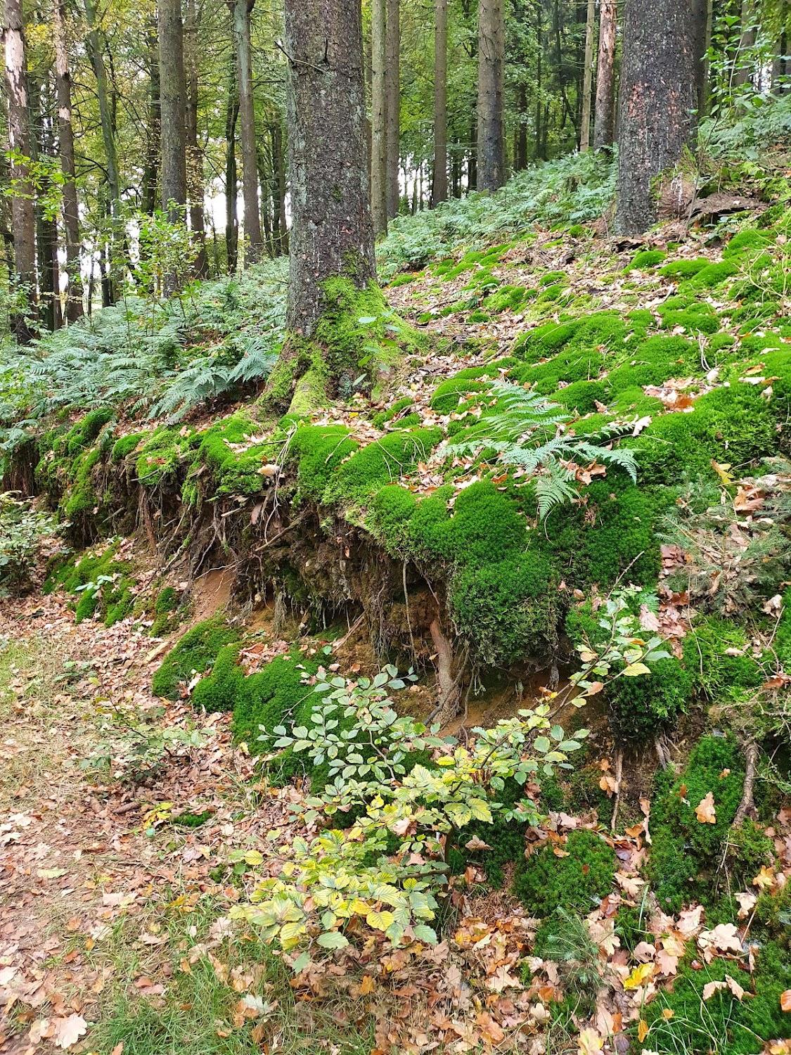 Cover Image for Schwedenfrieden