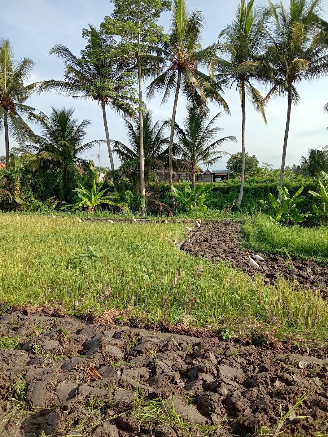 Cover Image for Rumah Abian Village