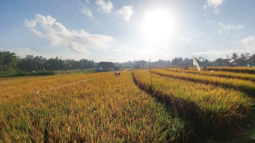 Cover Image for The Hide Hostel @ Canggu