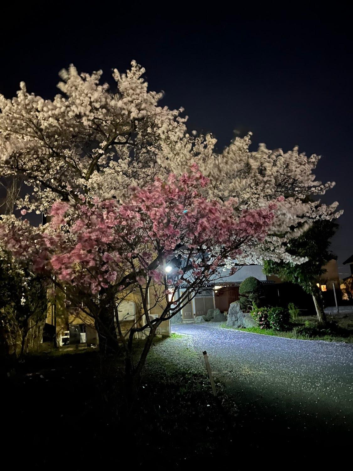 Cover Image for Tsuruya