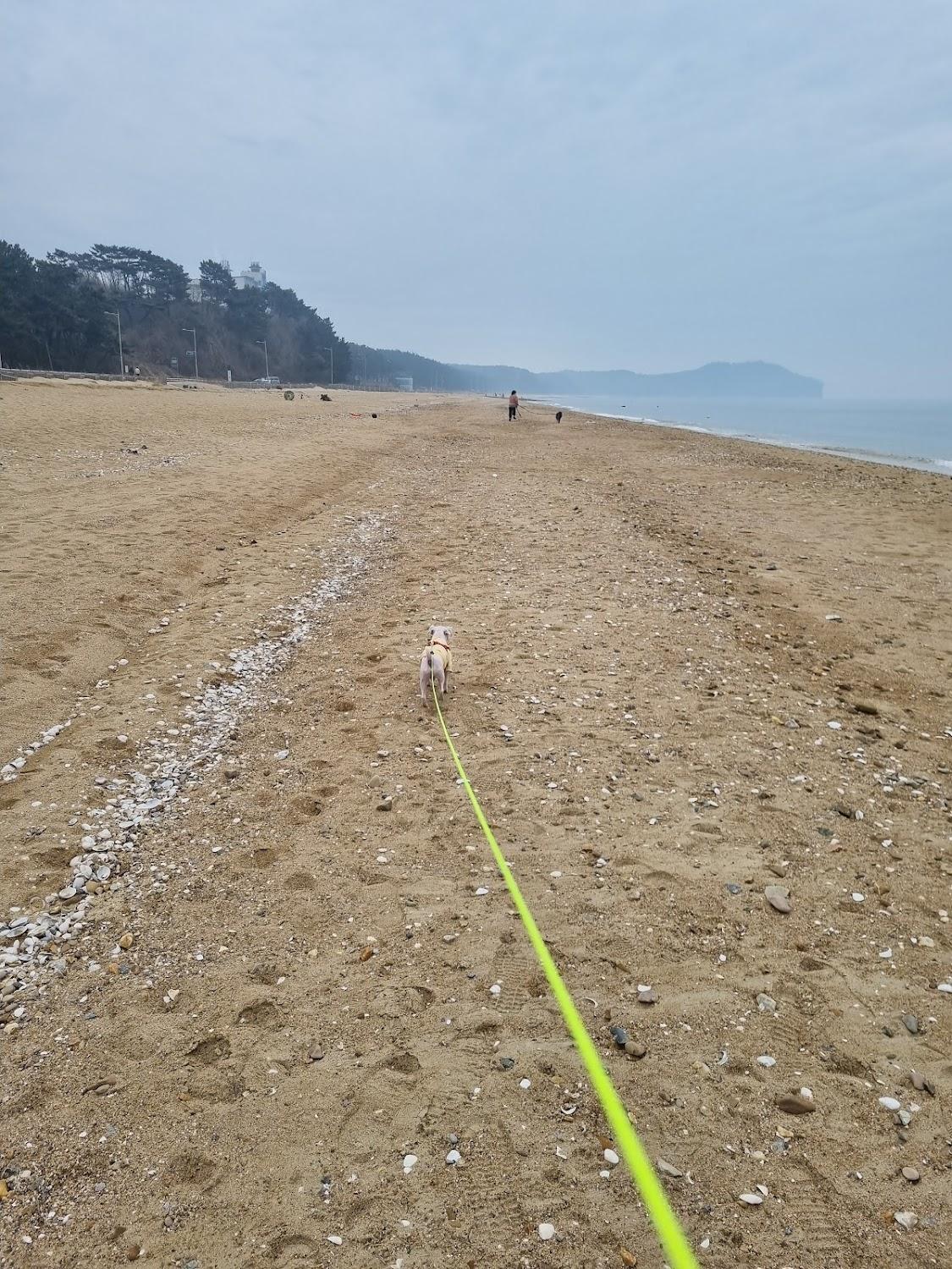Cover Image for 꽃지해송펜션
