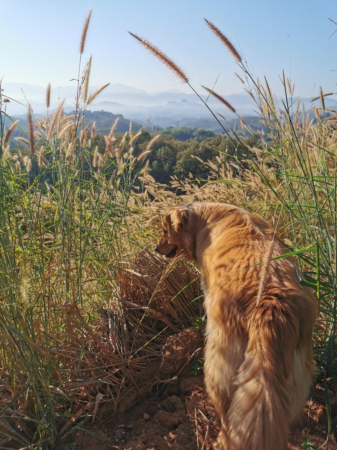 Cover Image for Tafelberg