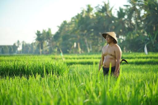 Cover Image for Asri Sari Villa Ubud