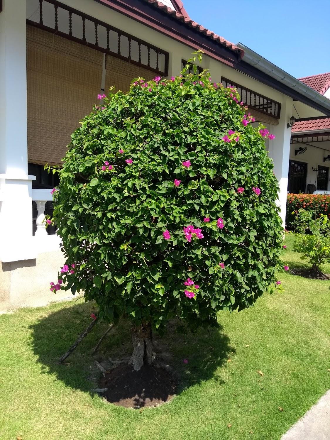 Cover Image for Orchid Resort