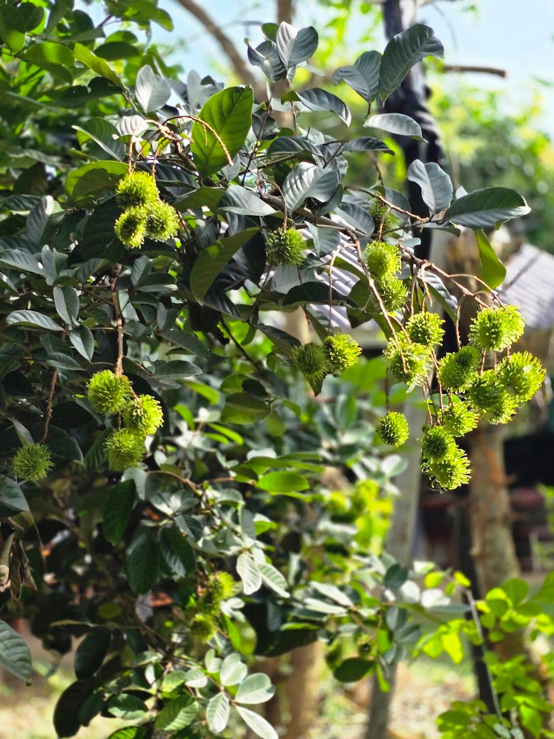 Cover Image for Baan Fakna Farm Stay